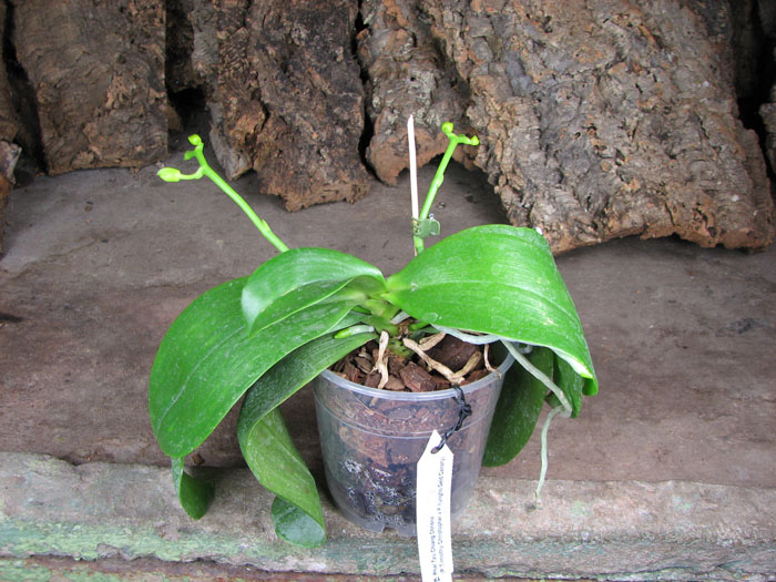 Phalaenopsis Tzu Chiang Chrisna (Phalaenopsis Timothy Christopher x Phalaenopsis Yungho Geld Canary).jpg