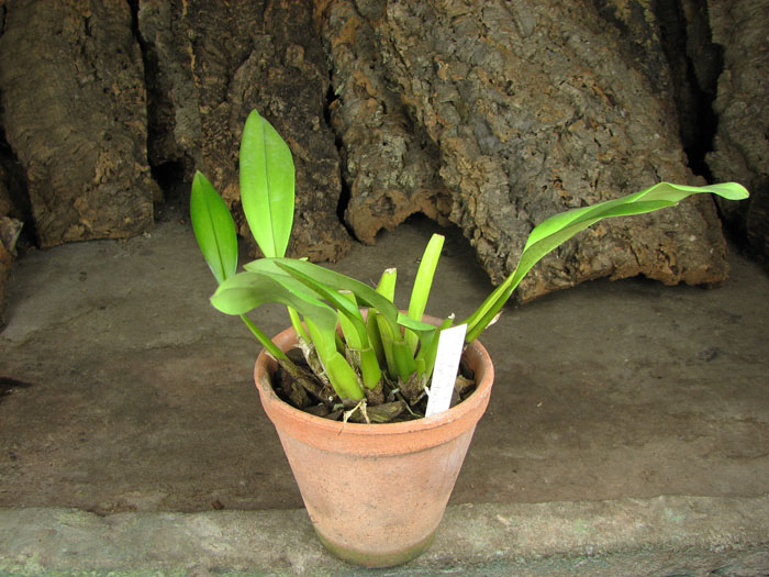 Trichopillia Senne Star (tortilis 'large' x turialbae 'alpha').jpg