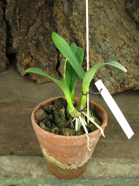 Cattleytonia Jamaica Red.jpg