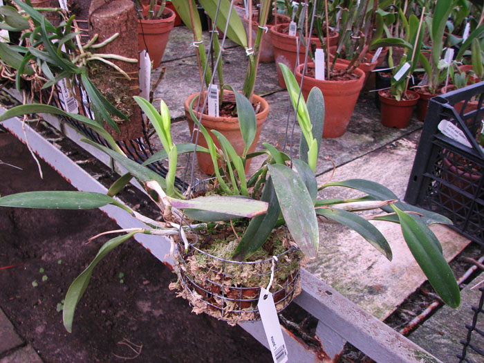 Laelia pumila.jpg