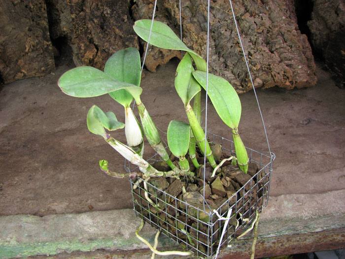 Cattleya walkeriana.jpg