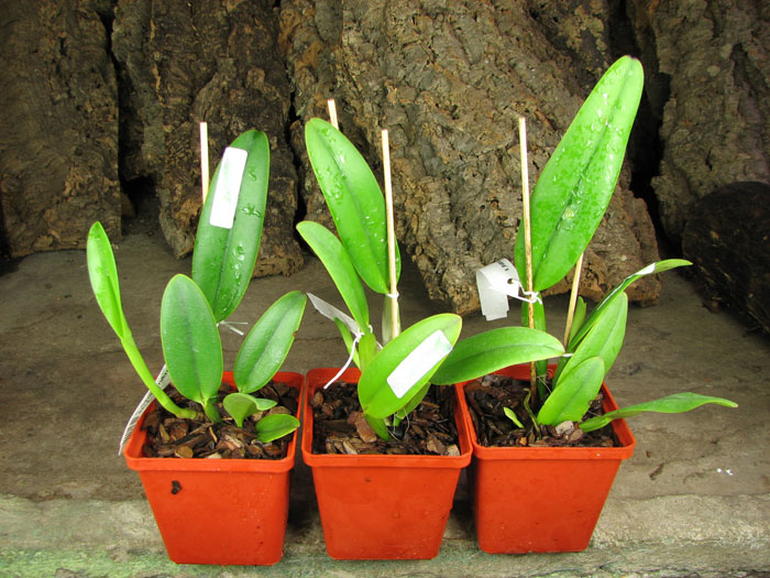 Cattleya maxima rubra 'Peruana' x SELF.jpg