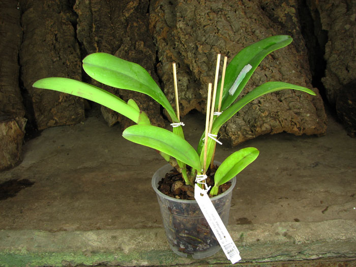 Cattleya trianae tipo 'Binotti' x Cattleya trianae orlata 'Dan'.jpg