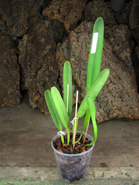 Laelia purpurata rubra-sanguinea 'Black' x Laelia purpurata sanguinea 'Cardeal'.jpg