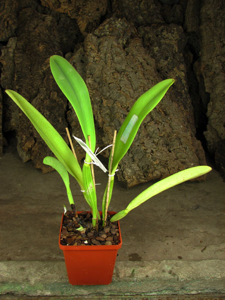 Cattleya dowiana x SELF.jpg