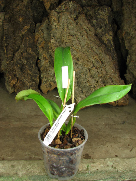 Cattleya jenmanii coerulea 'Pedra Azul' x SELF.jpg