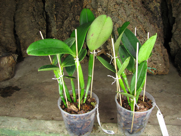 Cattleya violacea.jpg
