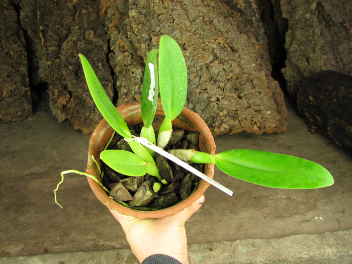 Cattleya gaskelliana 'Da Norma Dreher' x self.jpg