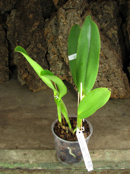 Cattleya warneri integra 'Evandro Perini' x Cattleya warneri inegra-orlata-pincelada 'Leonor'.jpg