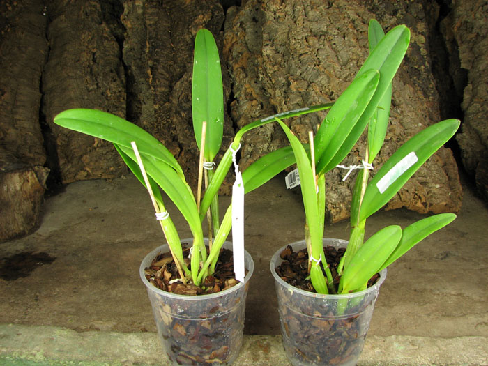 Cattleya lueddemanniana tipo 'Royal Flash' x Cattleya lueddemanniana tipo 'Drago'.jpg