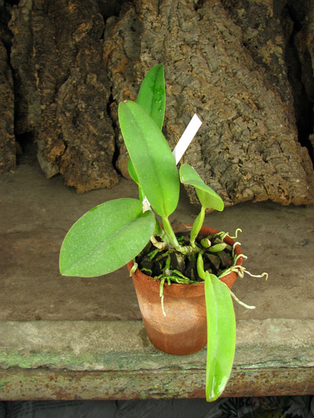Cattleya gaskelliana coerulea (11-1) x Cattleya warneri coerulea 'Renata Dihel'.jpg