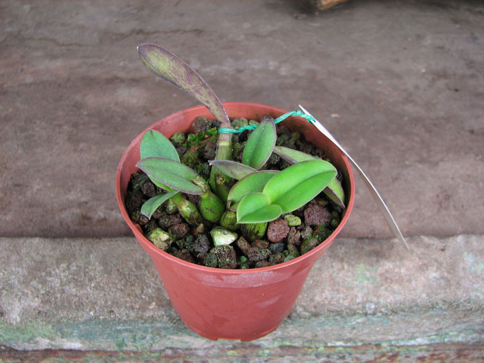 Laelia millerii BV x Laelia millerii 'Cristiane'.jpg