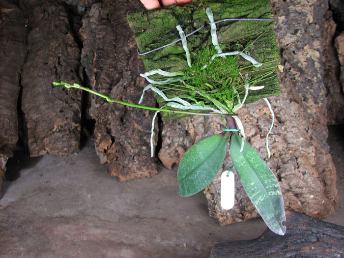 Phalaenopsis stuartiana.jpg