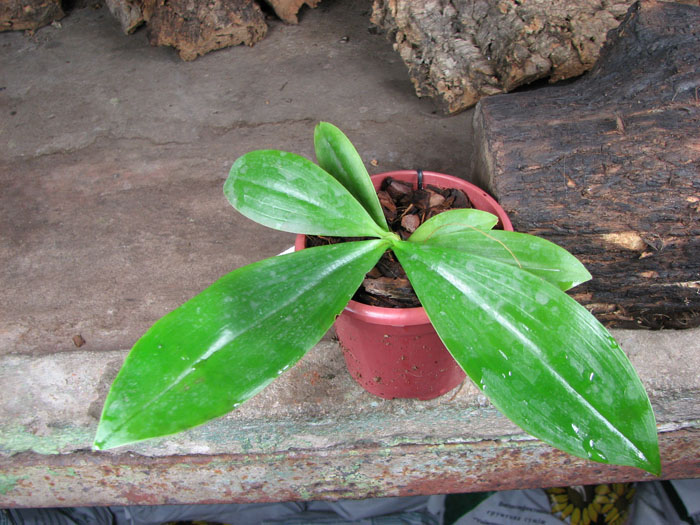 Phalaenopsis corningiana.jpg