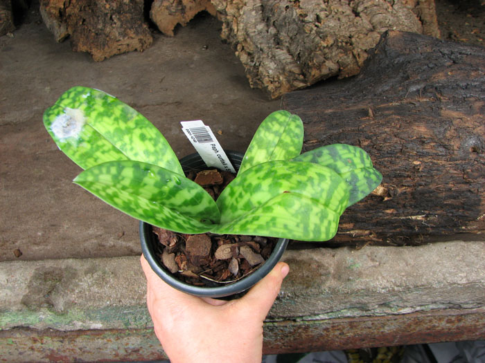Paphiopedilum curtisii x Shin-Yi Heart.jpg