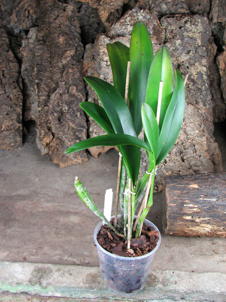 Laelia tenebrosa x Cattleya Penny Kuroda 'spots'.jpg