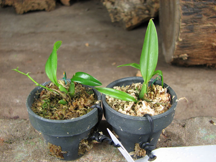 Oncidium coloratum.jpg