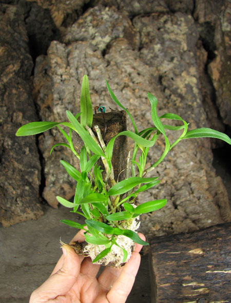 Epiphronitis Mariae (Euchile Mariae x Sophronitis coccinea).jpg