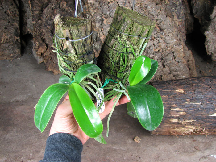 Phalaenopsis pulchra.jpg
