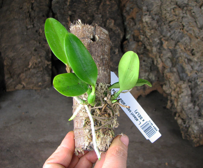 Laelia alaori semi alba orlata (Z-606 x SELF).jpg