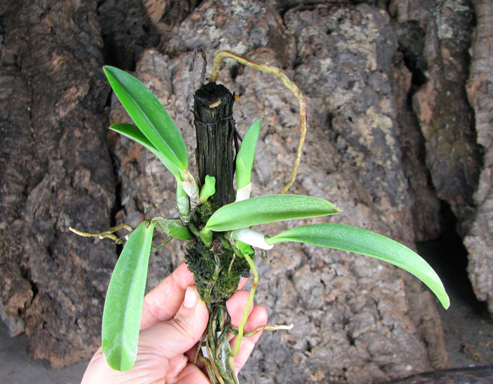 Laelia jongheana.jpg