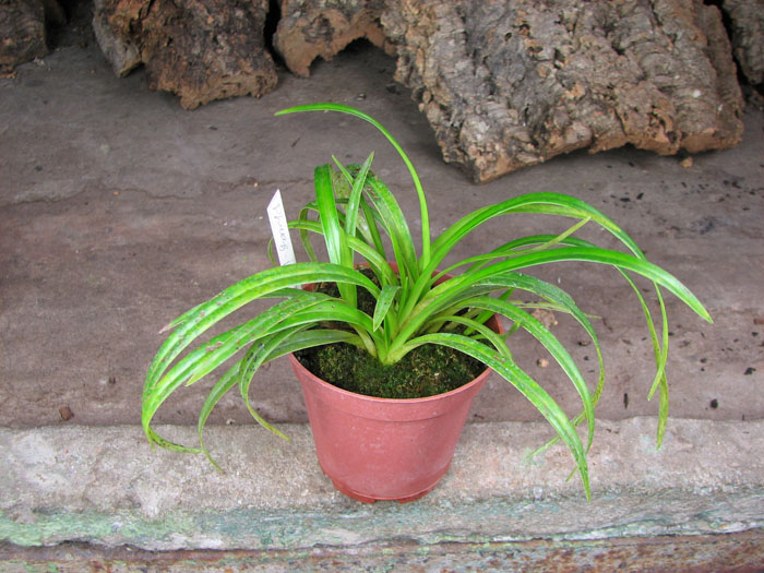 Phragmipedium Memoria Garren Weaver (pearcei x wallisii).jpg