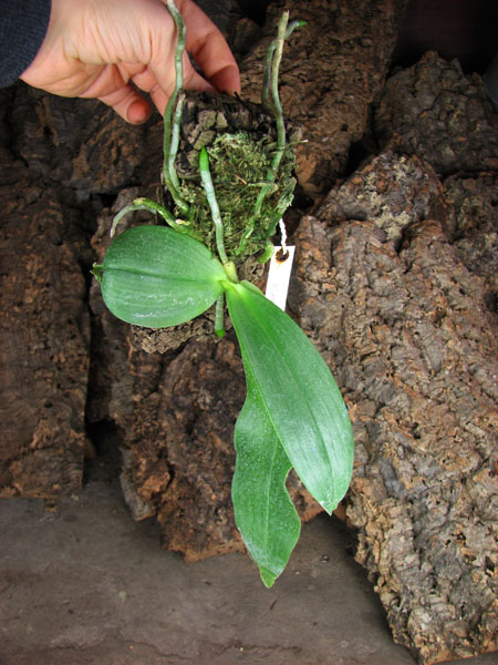 Phalaenopsis Jade Gold (gigantea x venosa 'Red').jpg