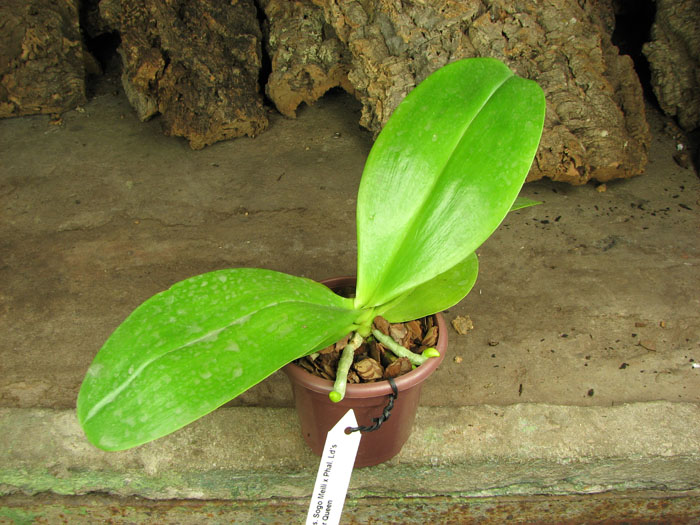 Doritaenopsis Sogo Meili x Phalaenopsis Ld's Bear Queen.jpg