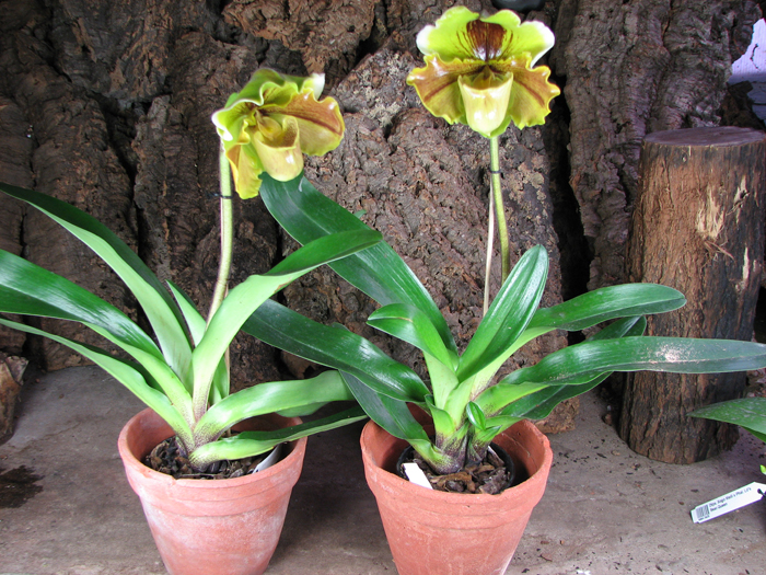 Paphiopedilum Lippewunder hybrid.jpg