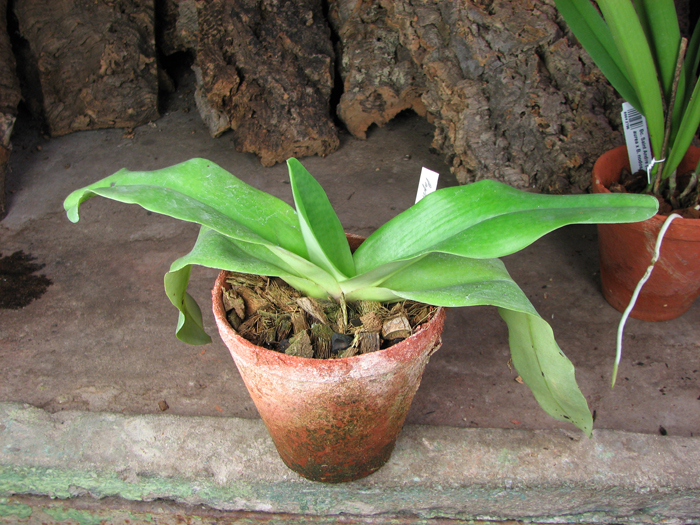 Paphiopedilum Hung Sheng Knight (moquetteanum x hangianum).jpg