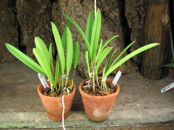 Brassocattleya Saint Andre (Cattleya dowiana aurea x Brassavola nodosa).jpg