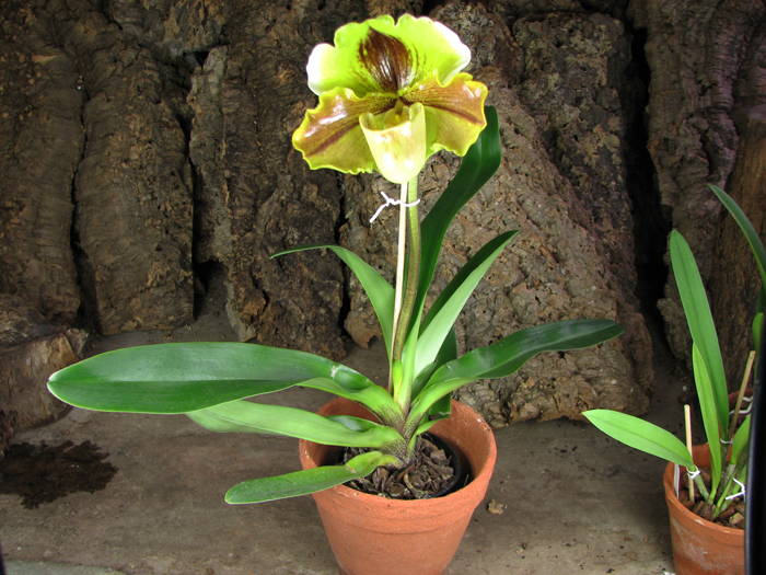 Paphiopedilum Lippewunder hybrid.jpg