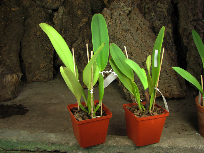 Правая с чехлом