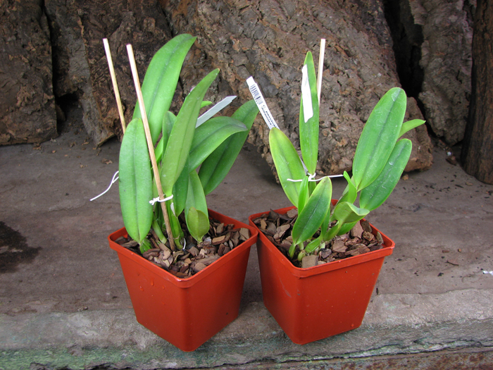 Cattleya percivaliana semi alba 'Altamira' (11-6) x SELF.jpg
