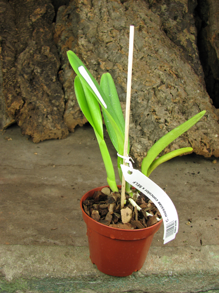 Cattleya mossiae concolor x SELF.jpg