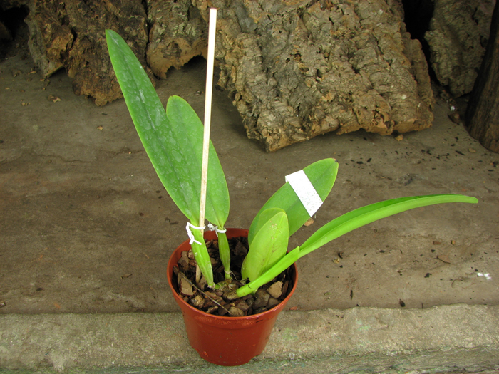 Cattleya labiata punctata x Cattleya labiata punctata (quase concolor) 'AWZ'.jpg