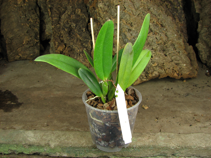Cattleya jenmanii orlata 'Pacaraima' x SELF.jpg