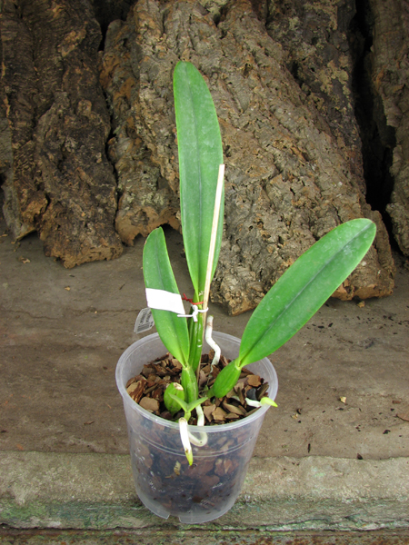 Cattleya percivaliana tipo XXX x Cattleya percivaliana 'Summit - Mutante'.jpg