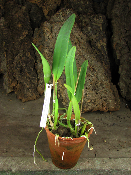 Cattleya lueddemanniana alba 'OMG' x Cattleya lueddemanniana coerulea 'Siquesique'.jpg