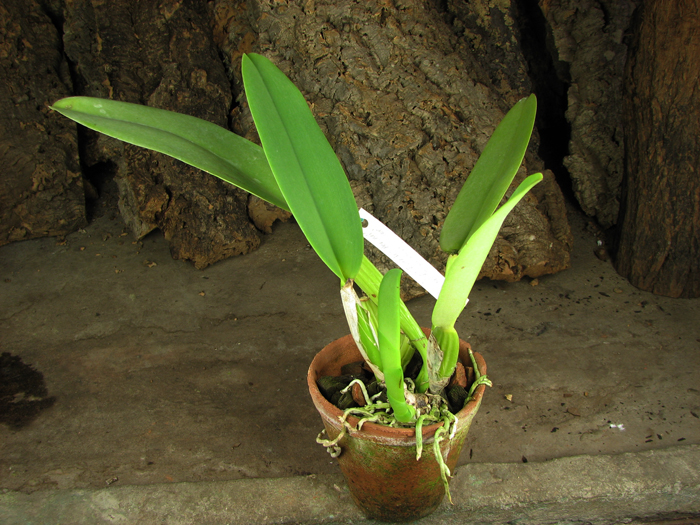 Cattleya warneri integra 'Evandro Perini' x Cattleya warneri inegra-orlata-pincelada 'Leonor'.jpg