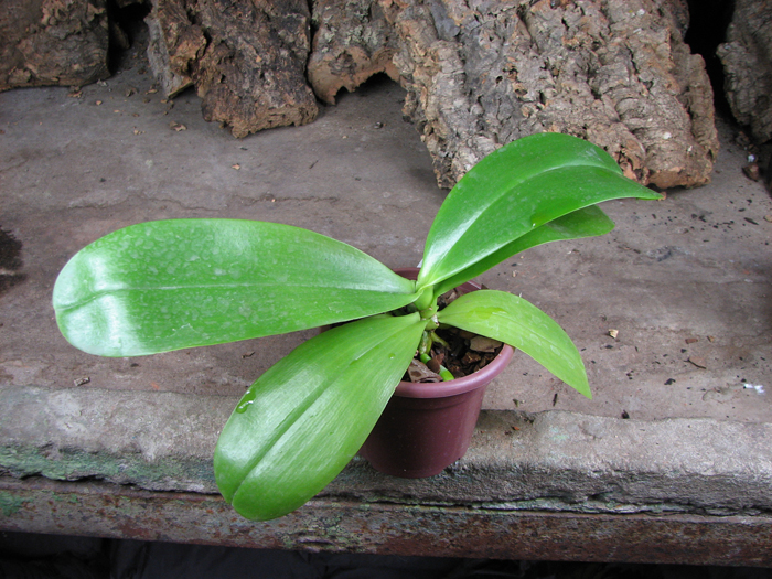 Doritaenopsis Sogo Meili x Phalaenopsis Ld's Bear Queen.jpg
