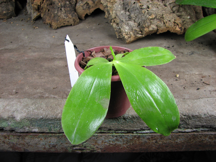 Phalaenopsis amboinensis x Phalaenopsis Penang Girl.jpg