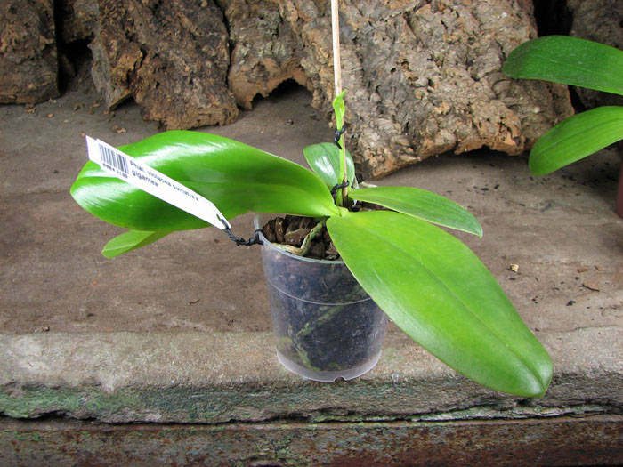 Phalaenopsis violacea sumatra x gigantea.jpg