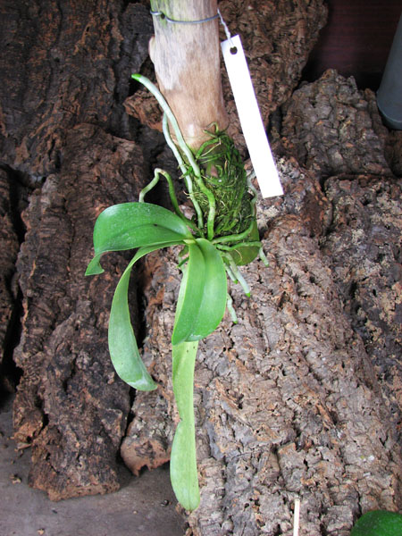 Phalaenopsis lueddemanniana.jpg