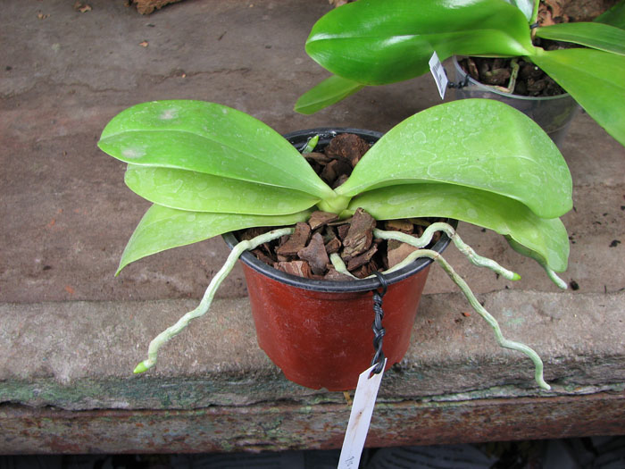 Phalaenopsis violacea.jpg