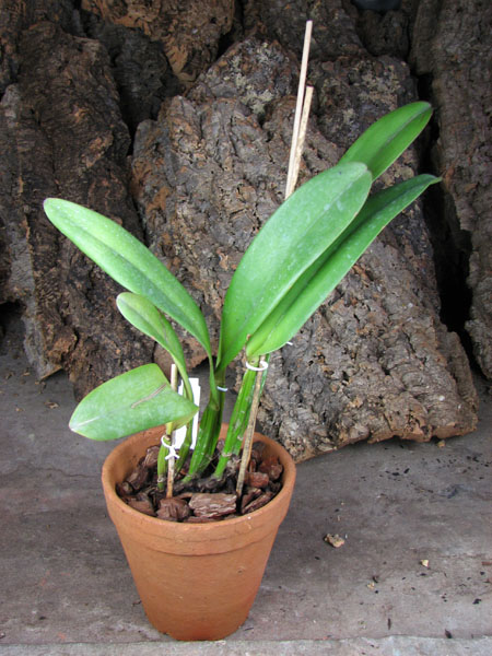 Brassolaeliocattleya Sunstates Peak Down (Mem Crispin Rosales x Bonanza Queen).jpg