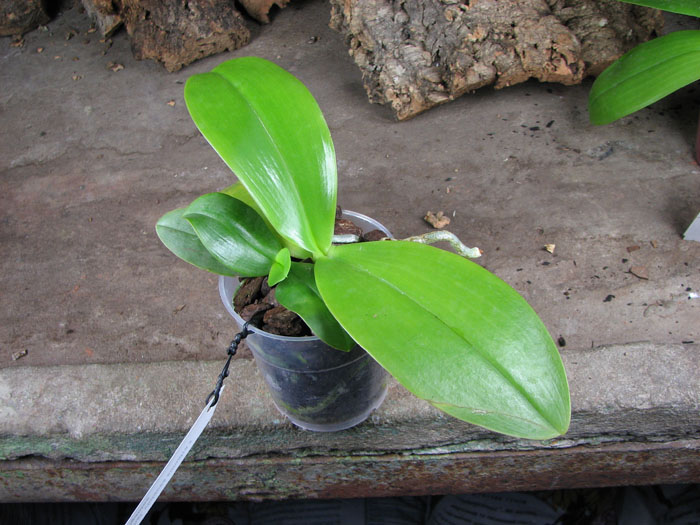 Phalaenopsis violacea sumatra x gigantea.jpg