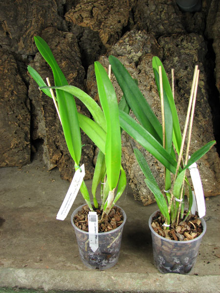 Laeliocattleya Canhamiana semi-alba.jpg