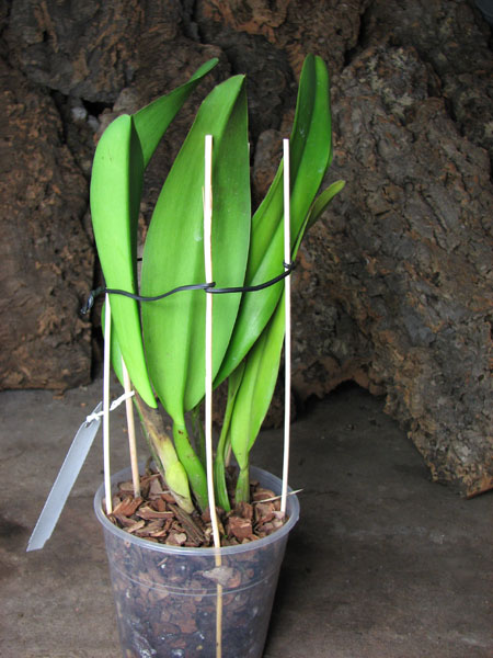 Brassolaeliocattleya Taiwan Ruby 'Taiyoung #6'.jpg