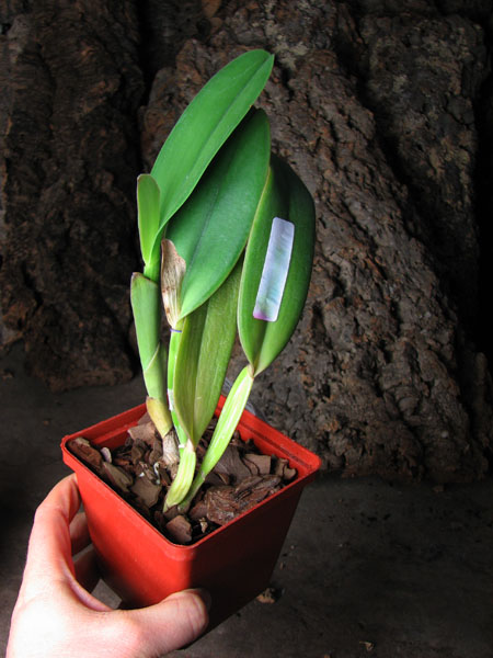 Cattleya jenmanii 'Boliva' x Cattleya jenmanii rubra 'Serra Negra'.jpg